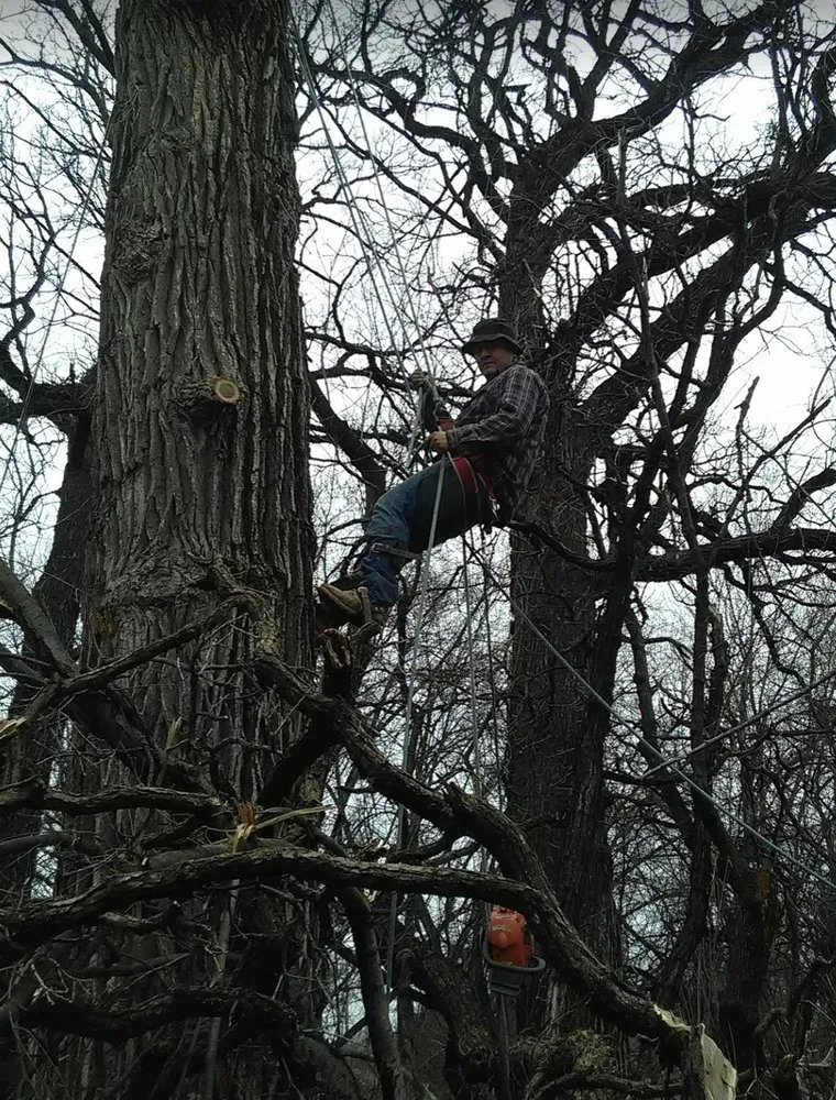 Trusted landscaping services for beautiful yards across Kenosha, WI - Nieto Landscaping and Tree Services