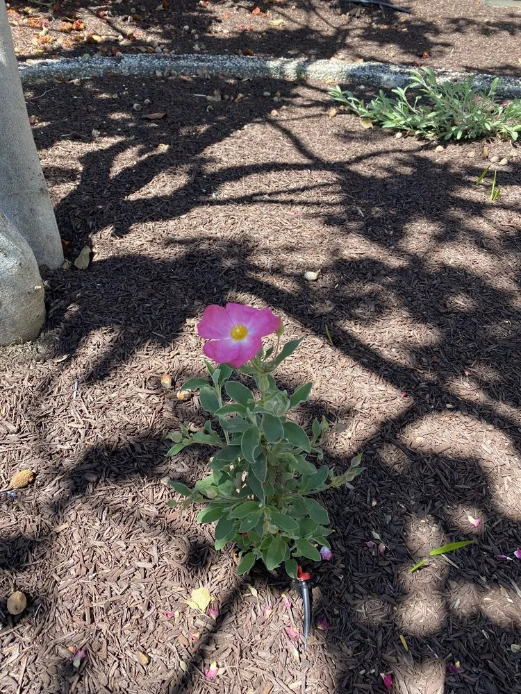 Professional yard maintenance in Santa Clara, CA - Nieto's Landscaping And Gardening