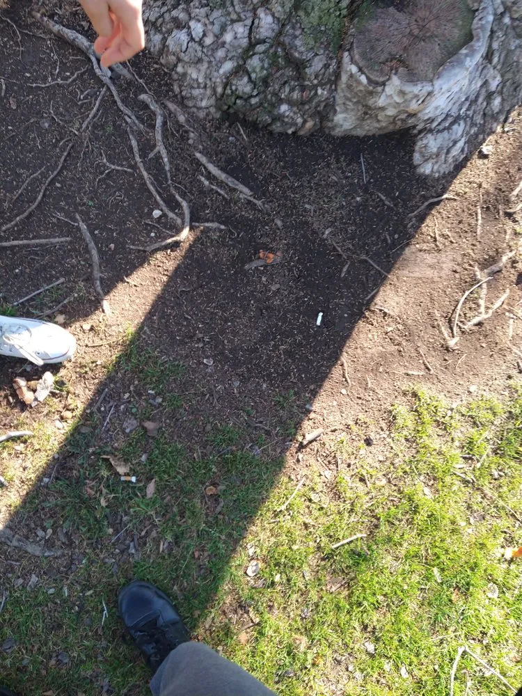 Top-rated landscaping services experts serving Santa Ana, CA - Nieves Landscape