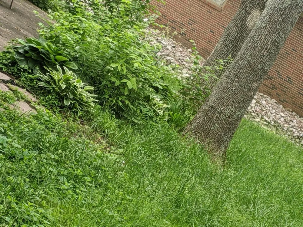 Local residential landscaping for homes across Hopkinsville, KY - Nikki's Neat and Tidy Homes and Home Improvement