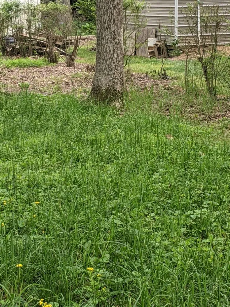 Professional landscape design for outdoor upgrades in Hopkinsville, KY by Nikki's Neat and Tidy Homes and Home Improvement