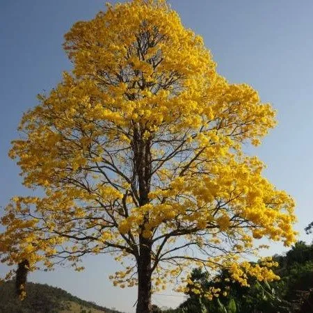 Reliable yard maintenance for beautiful yards across Framingham, MA - Nilcleaning