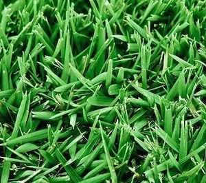 Trusted lawn care service experts serving Ridgeland, SC - Nimmer Turf Farm