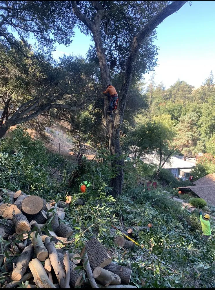 Professional garden landscaping in San Jose, CA by Nina's Landscaping & Tree Care