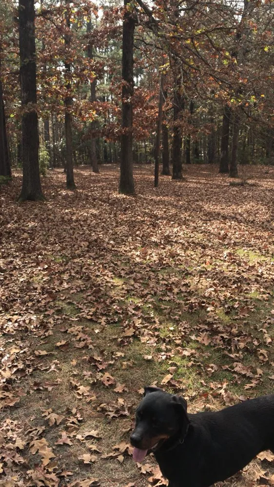 Local yard maintenance experts serving El Dorado, AR - Nine to Five Lawn Care