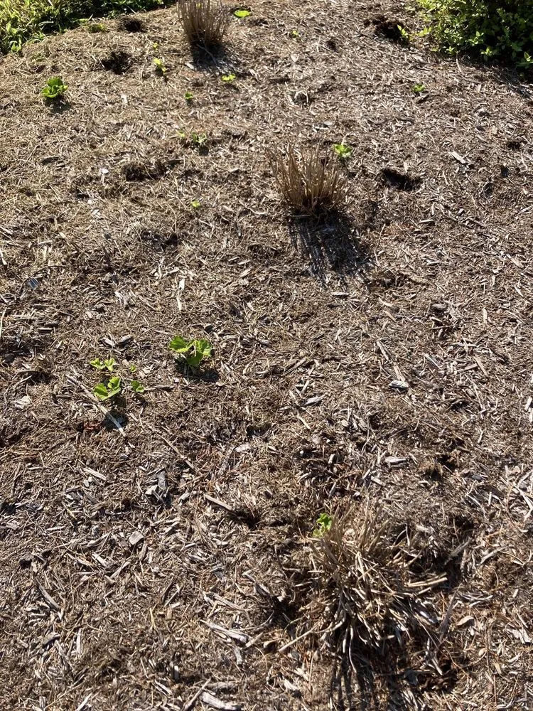 Top-rated residential landscaping for outdoor upgrades in Coatesville, PA by Ninebark Landscaping