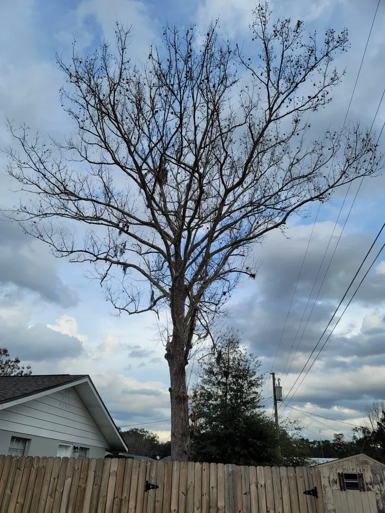 Affordable landscape design experts serving Belleview, FL - Ninja Tree Care & Service