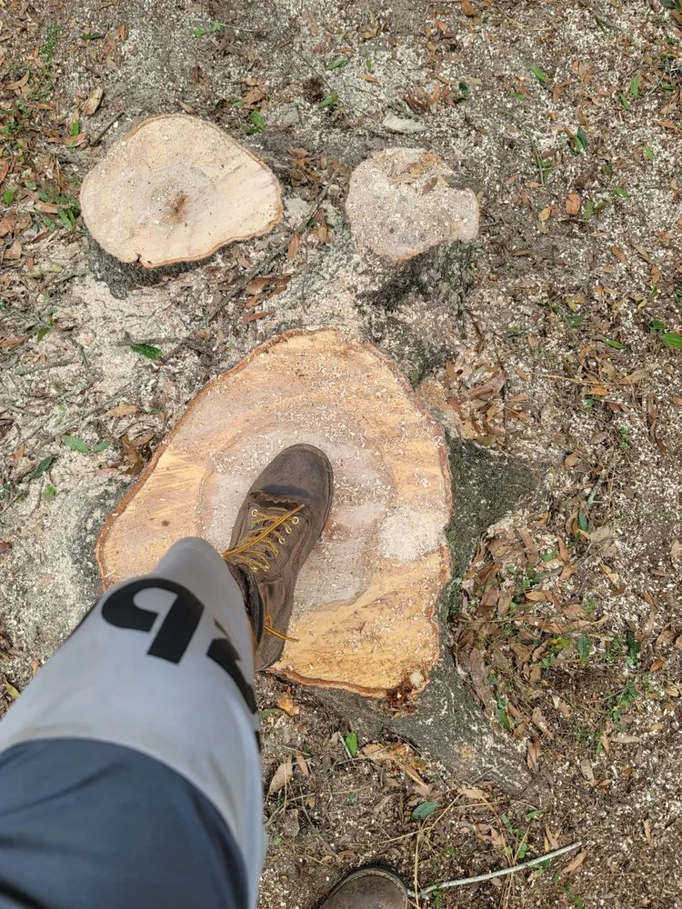 Reliable yard maintenance in Belleview, FL - Ninja Tree Care & Service