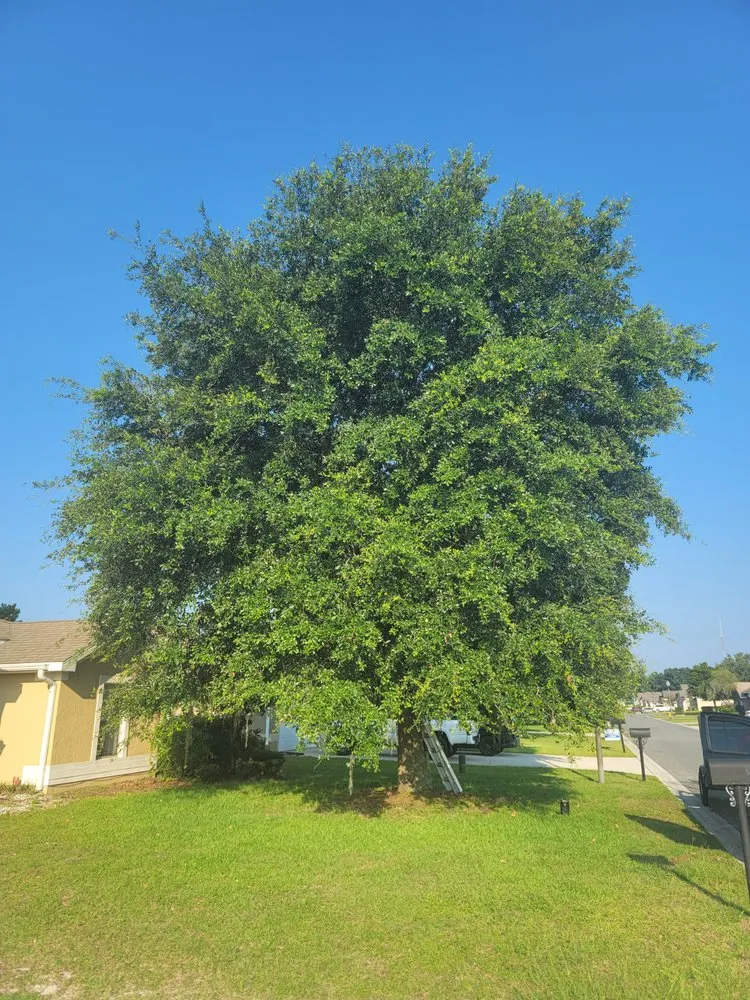 Reliable outdoor landscaping in Belleview, FL - Ninja Tree Care & Service