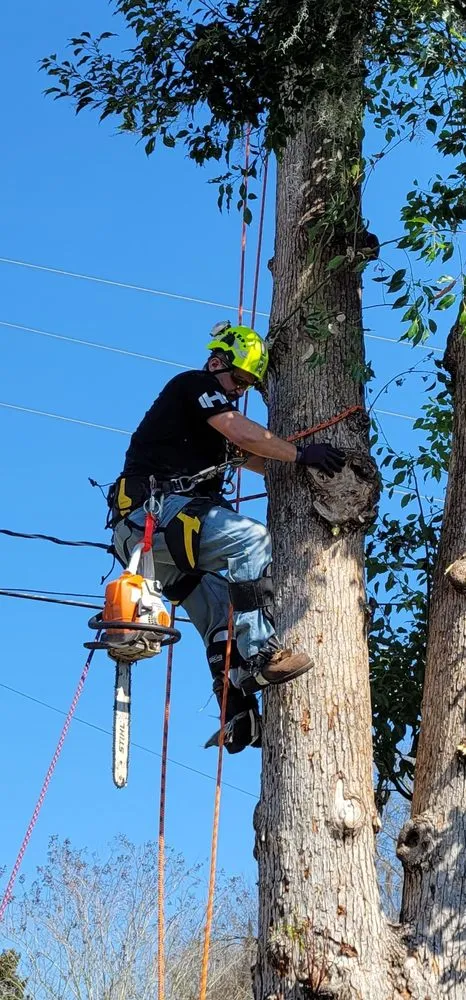 Trusted lawn care service for beautiful yards across Belleview, FL - Ninja Tree Care & Service