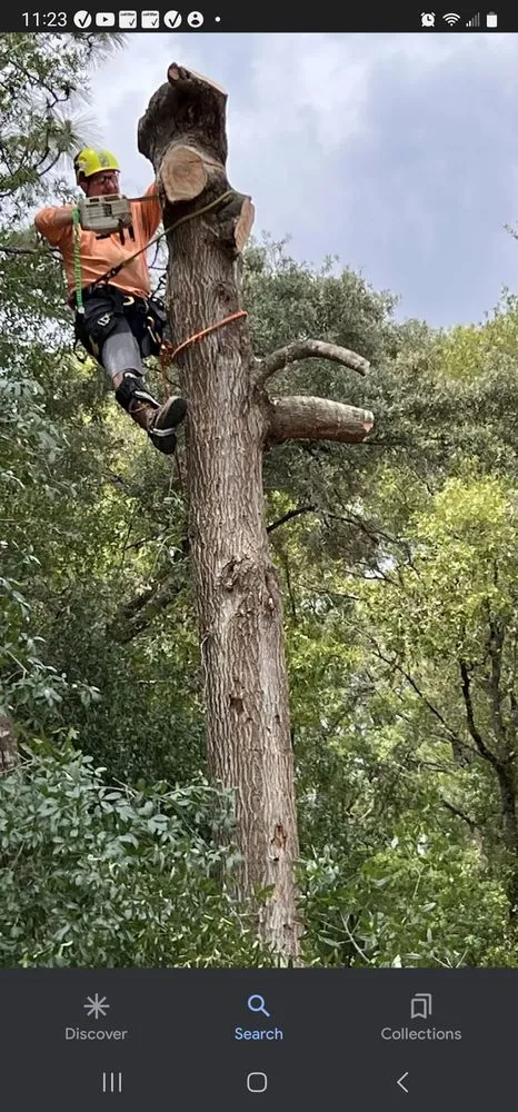 Top-rated landscape design in Belleview, FL - Ninja Tree Care & Service