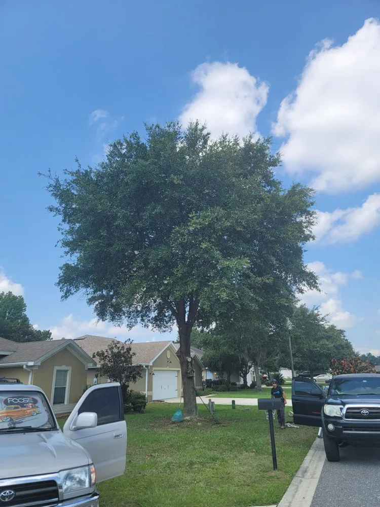 Affordable garden landscaping in Belleview, FL by Ninja Tree Care & Service