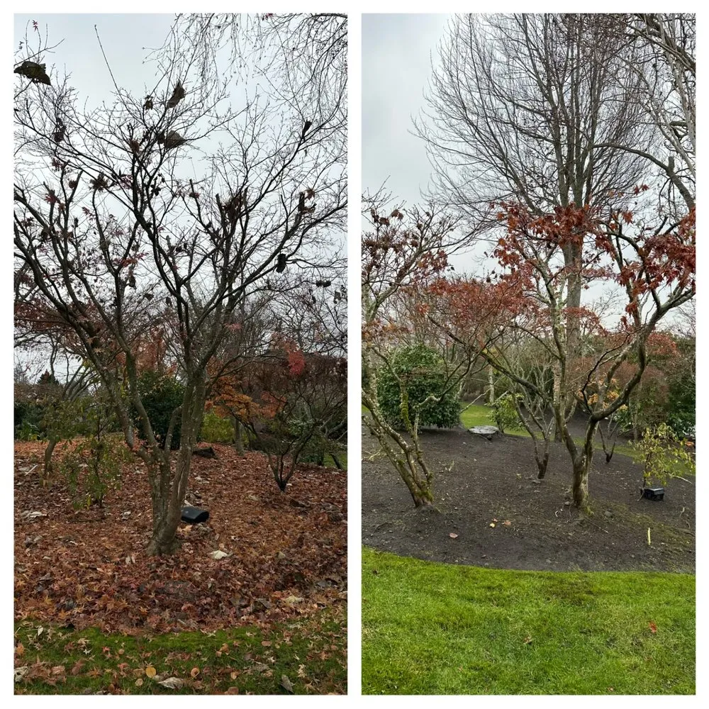 Trusted yard cleanup service for outdoor upgrades across Tacoma, WA - Nin’s Landscaping