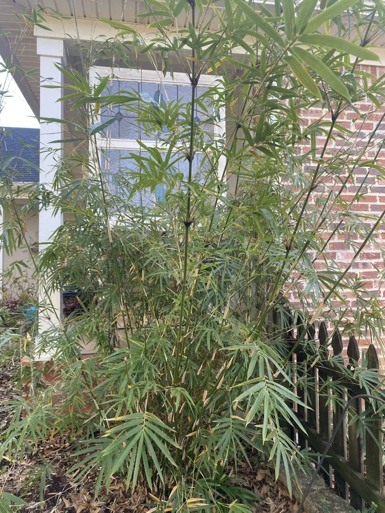 Custom outdoor landscaping for outdoor upgrades in New Orleans, LA by Ninth Ward Nursery