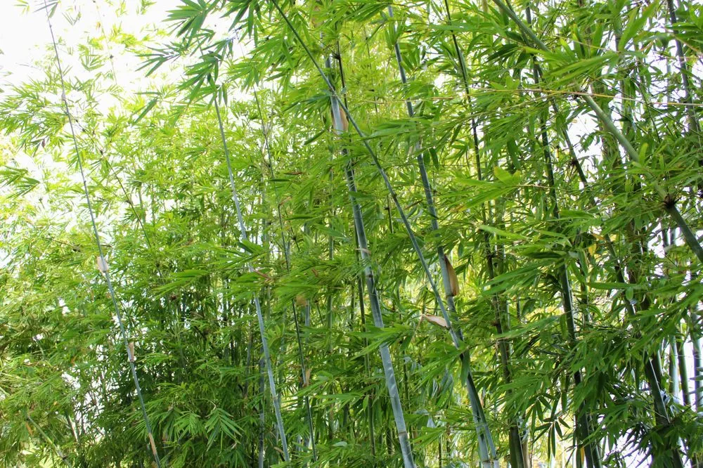 Expert landscaping services for outdoor upgrades across New Orleans, LA - Ninth Ward Nursery