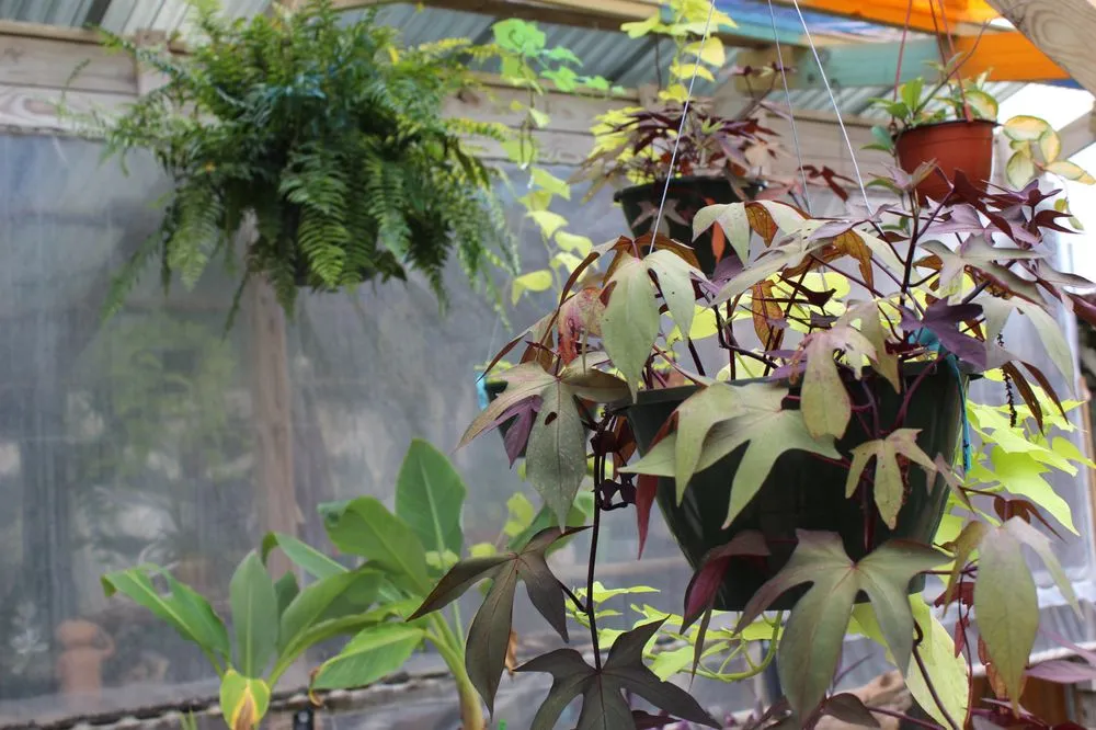 Affordable outdoor landscaping in New Orleans, LA - Ninth Ward Nursery