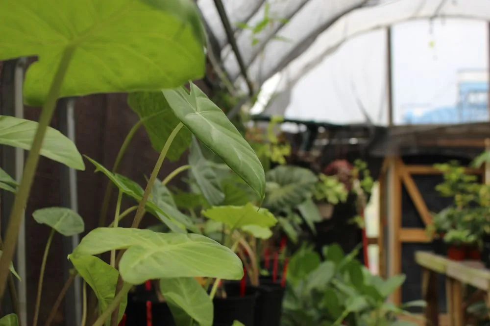 Custom lawn mowing service in New Orleans, LA by Ninth Ward Nursery