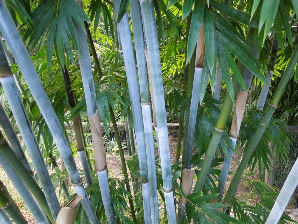 Affordable lawn care service experts serving New Orleans, LA - Ninth Ward Nursery