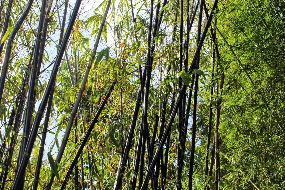 Affordable garden landscaping in New Orleans, LA by Ninth Ward Nursery