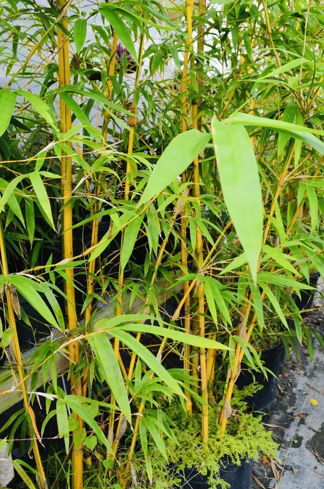 Expert outdoor landscaping for beautiful yards in New Orleans, LA by Ninth Ward Nursery