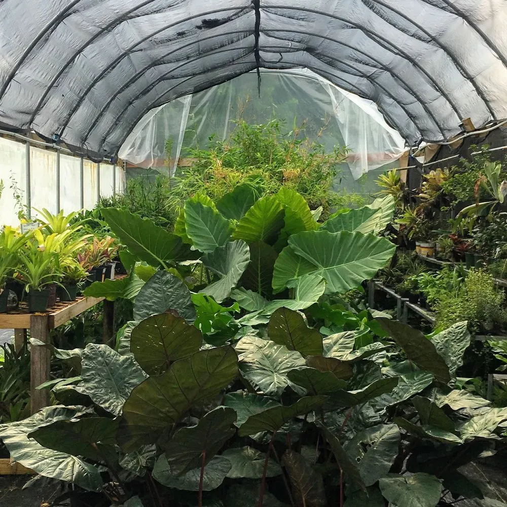 Expert landscape design in New Orleans, LA - Ninth Ward Nursery