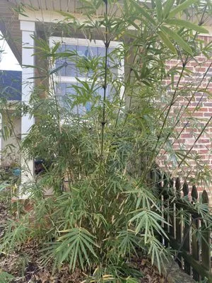 Ninth Ward Nursery Logo