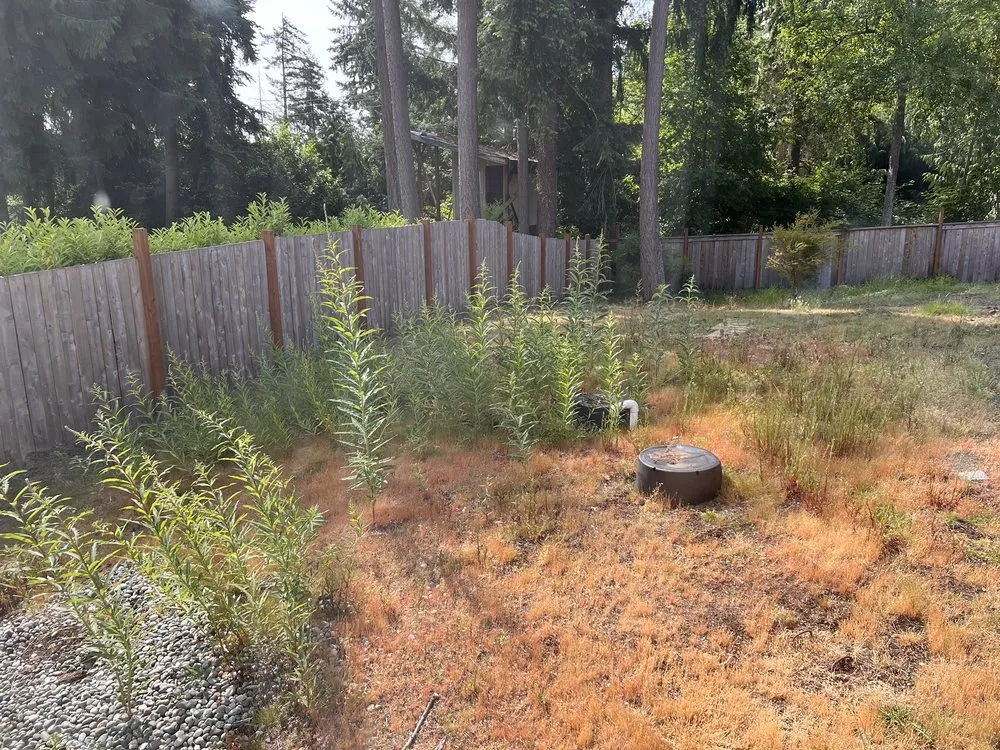 Affordable yard cleanup service in Marysville, WA - Nissi Lands Construction