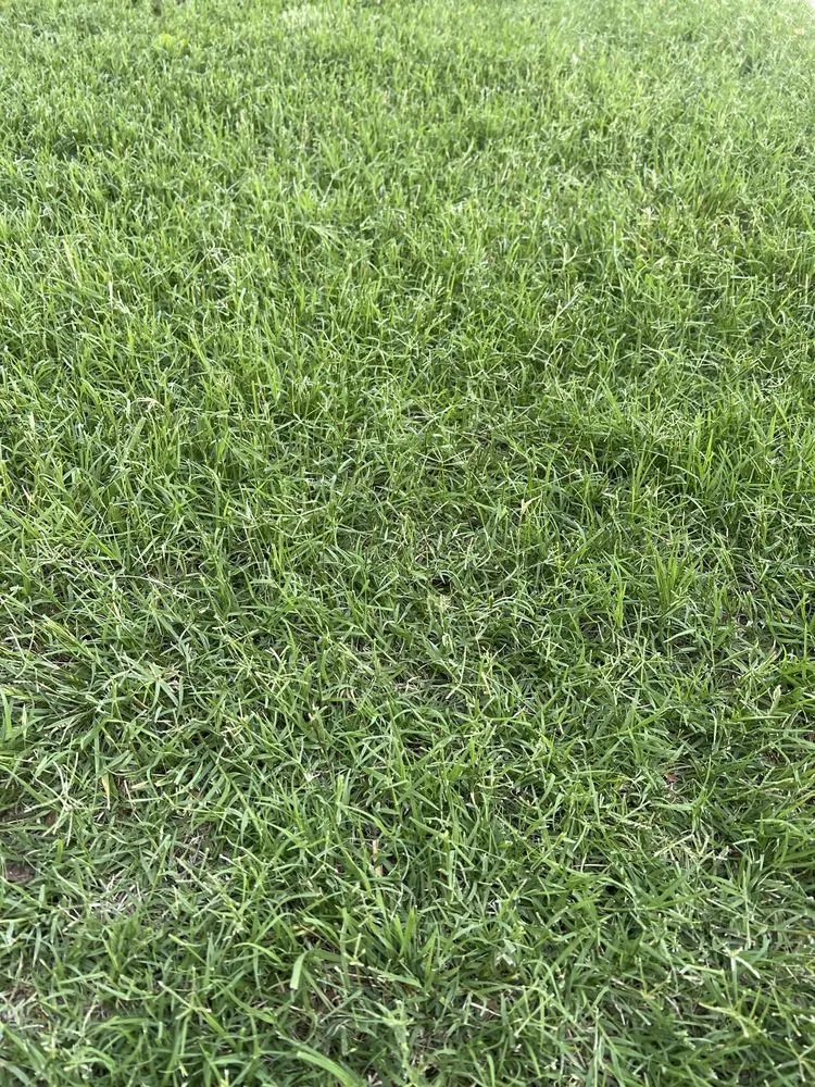 Local garden landscaping in Abilene, TX - Nitro Green