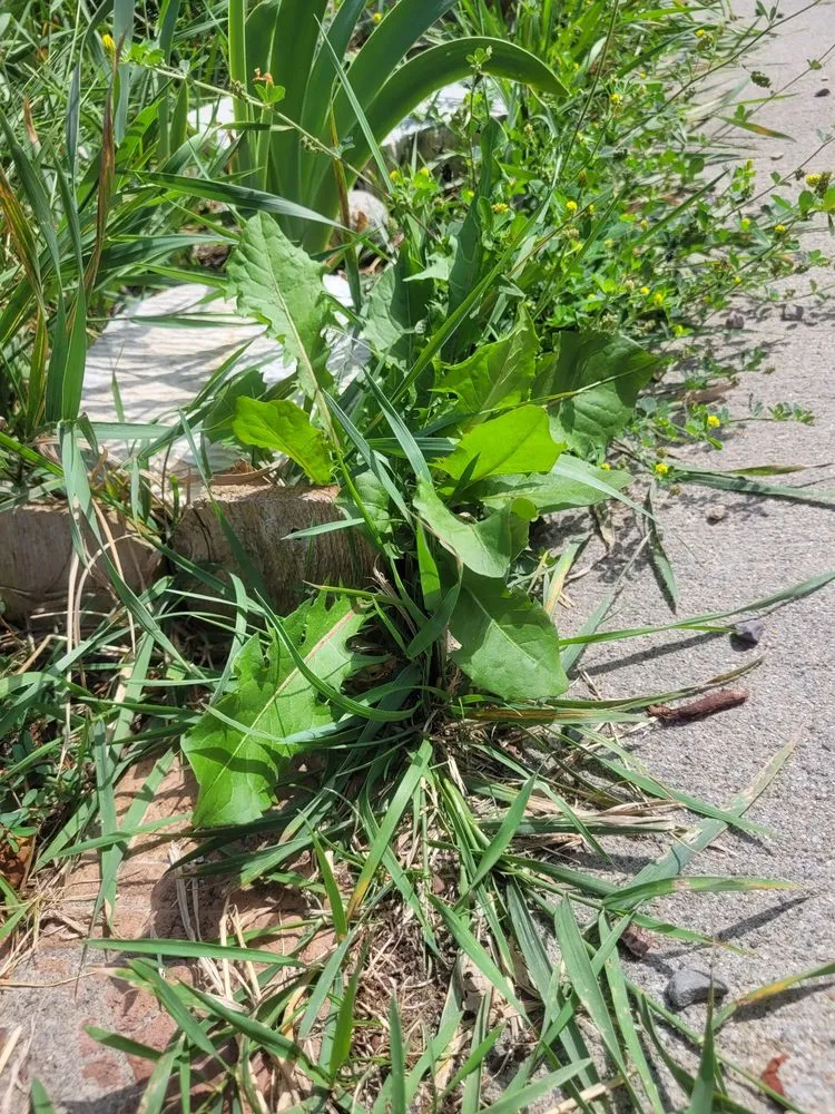 Local outdoor landscaping for residential properties across Helena, MT - Nitro-Green of Helena