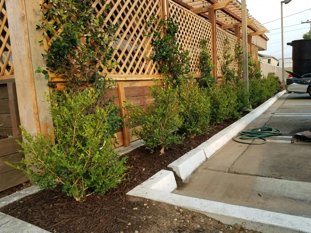 Trusted yard cleanup service in Los Angeles, CA - Nitrogen Landscapes