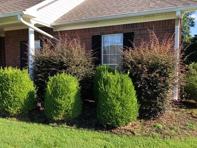 Reliable outdoor landscaping for beautiful yards across Conway, AR - NitroLawn