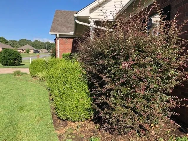 Affordable yard cleanup service in Conway, AR by NitroLawn