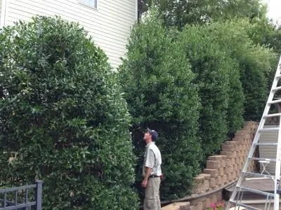 Professional landscape design experts serving Rock Hill, SC - Niwaki