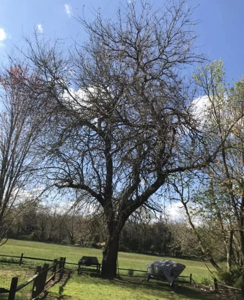 Professional landscape design in Newfield, NJ by Nixsa Construction Landscaping