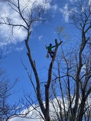 Niz Tree Service & Lawn Care