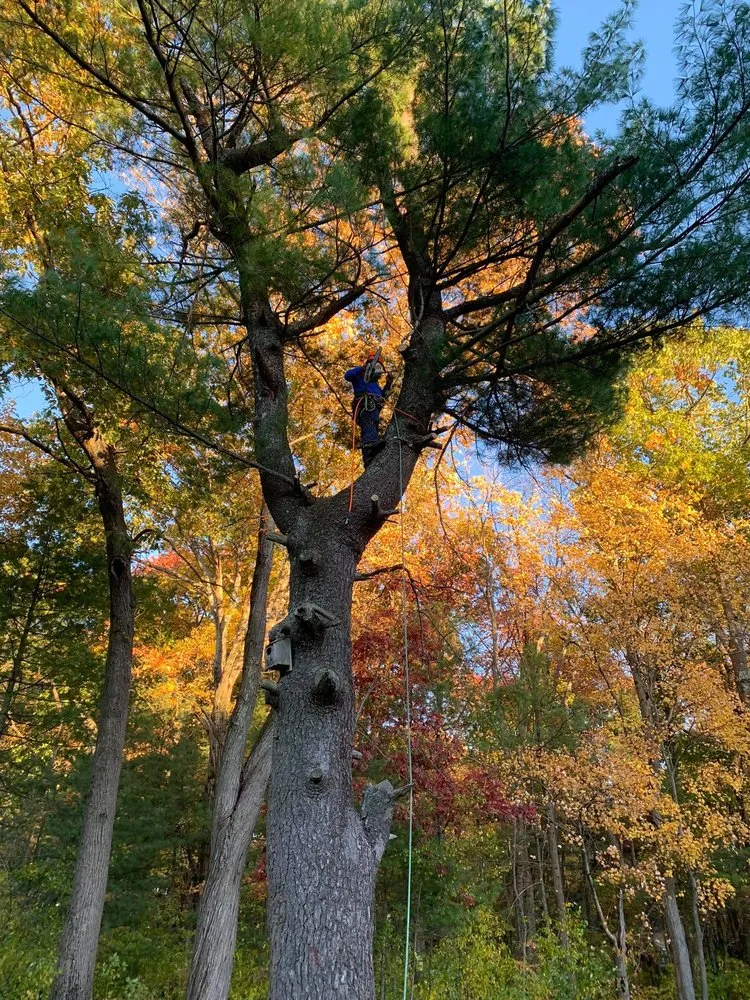 Affordable landscape design in Lawrence, MA - Niz Tree Services