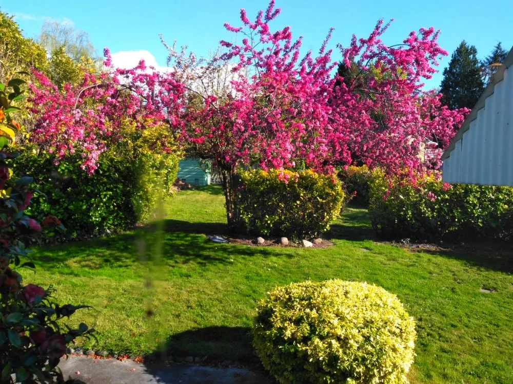 Reliable yard cleanup service in Everett, WA by NJ Landscaping & Construction