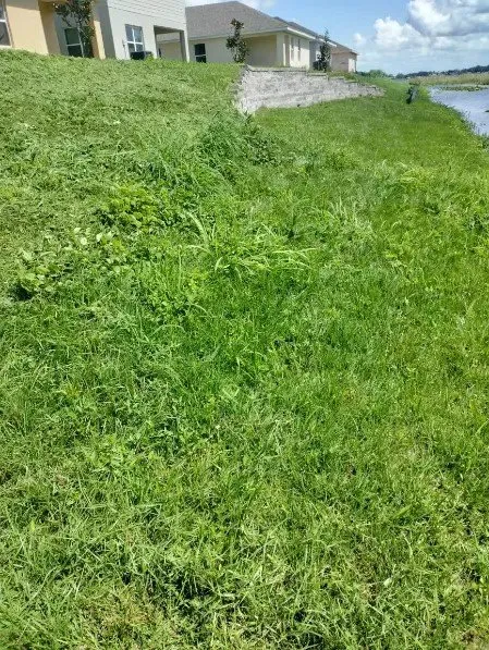 Expert landscaping services experts serving Mount Dora, FL - NJ Landscaping