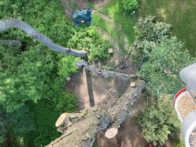 Top-rated lawn care service experts serving Harvard, IL - NJE Tree Service & Landscaping