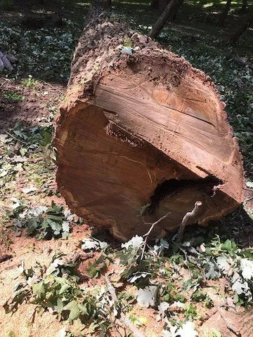 Professional residential landscaping for year-round maintenance across Harvard, IL - NJE Tree Service & Landscaping