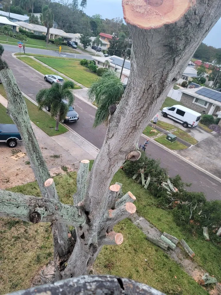 Trusted landscape installation in Clearwater, FL - N.J.V Tree Service