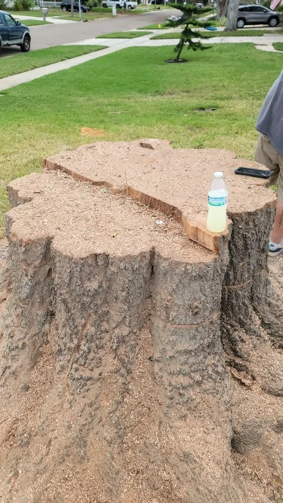 Reliable yard maintenance for outdoor upgrades across Clearwater, FL - N.J.V Tree Service