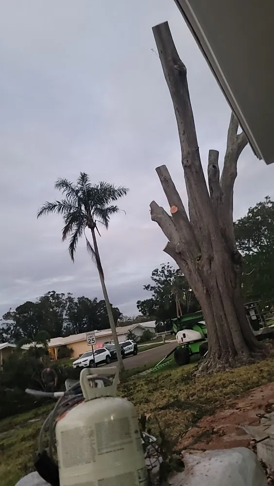 Affordable landscape installation in Clearwater, FL by N.J.V Tree Service