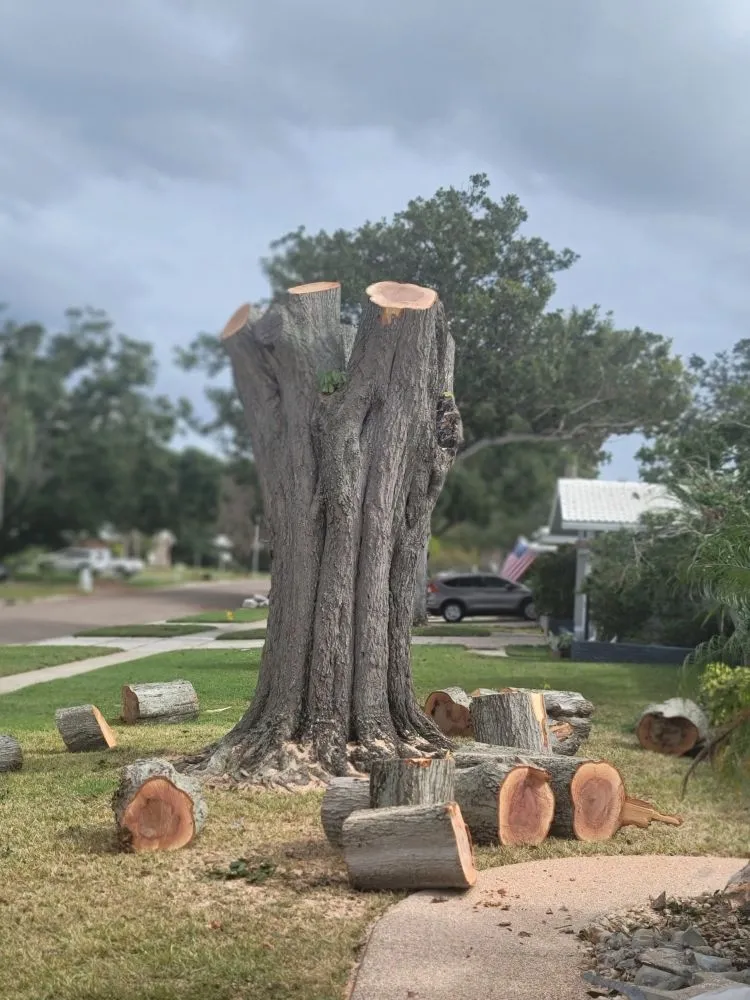 Professional landscape design in Clearwater, FL by N.J.V Tree Service