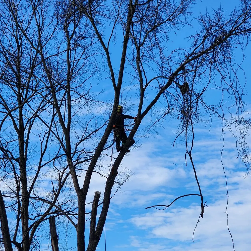 Reliable landscaping services near you across Alexandria, KY - NKY Land Specialist