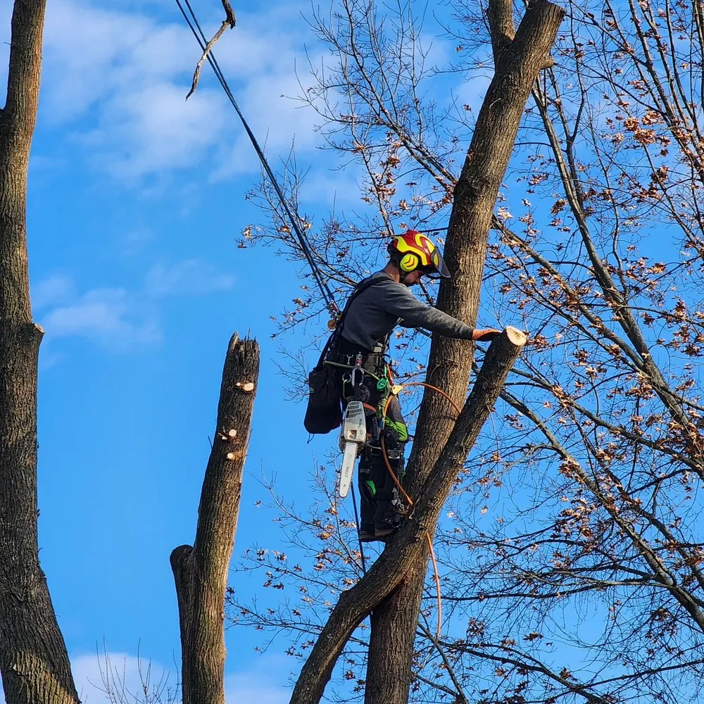 Trusted landscape installation for outdoor upgrades across Alexandria, KY - NKY Land Specialist