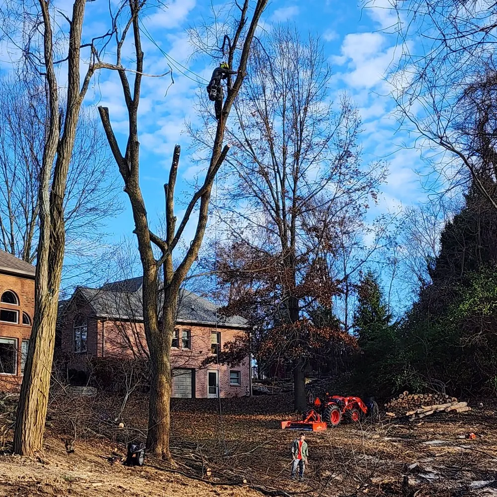 Affordable yard cleanup service in Alexandria, KY - NKY Land Specialist