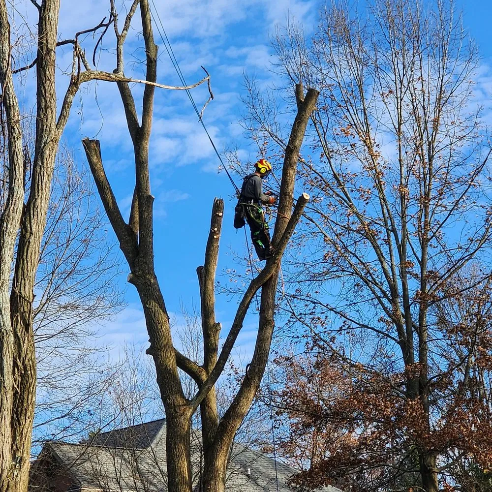 Professional yard maintenance in Alexandria, KY by NKY Land Specialist