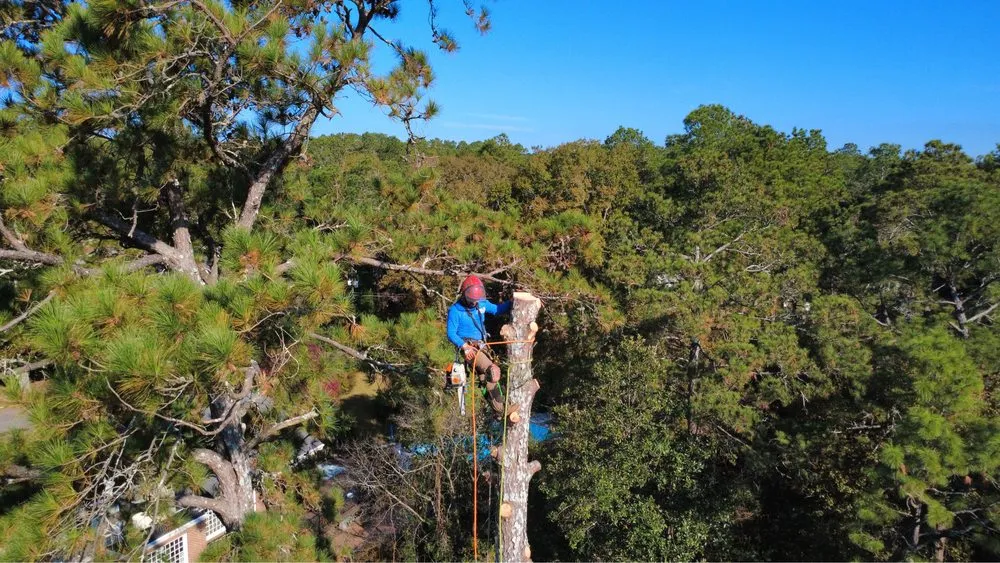 Expert landscape design experts serving Warrenville, SC - NLB Tree Service and Gardening