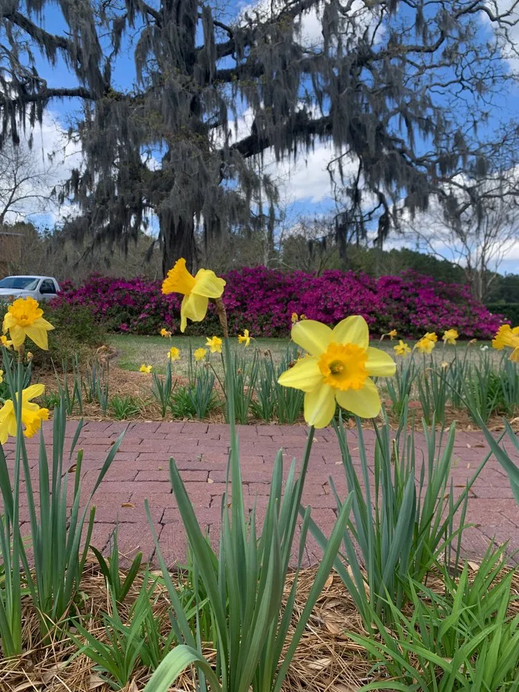 Top-rated landscape design for residential properties across Lake City, SC - NLS & Landscaping